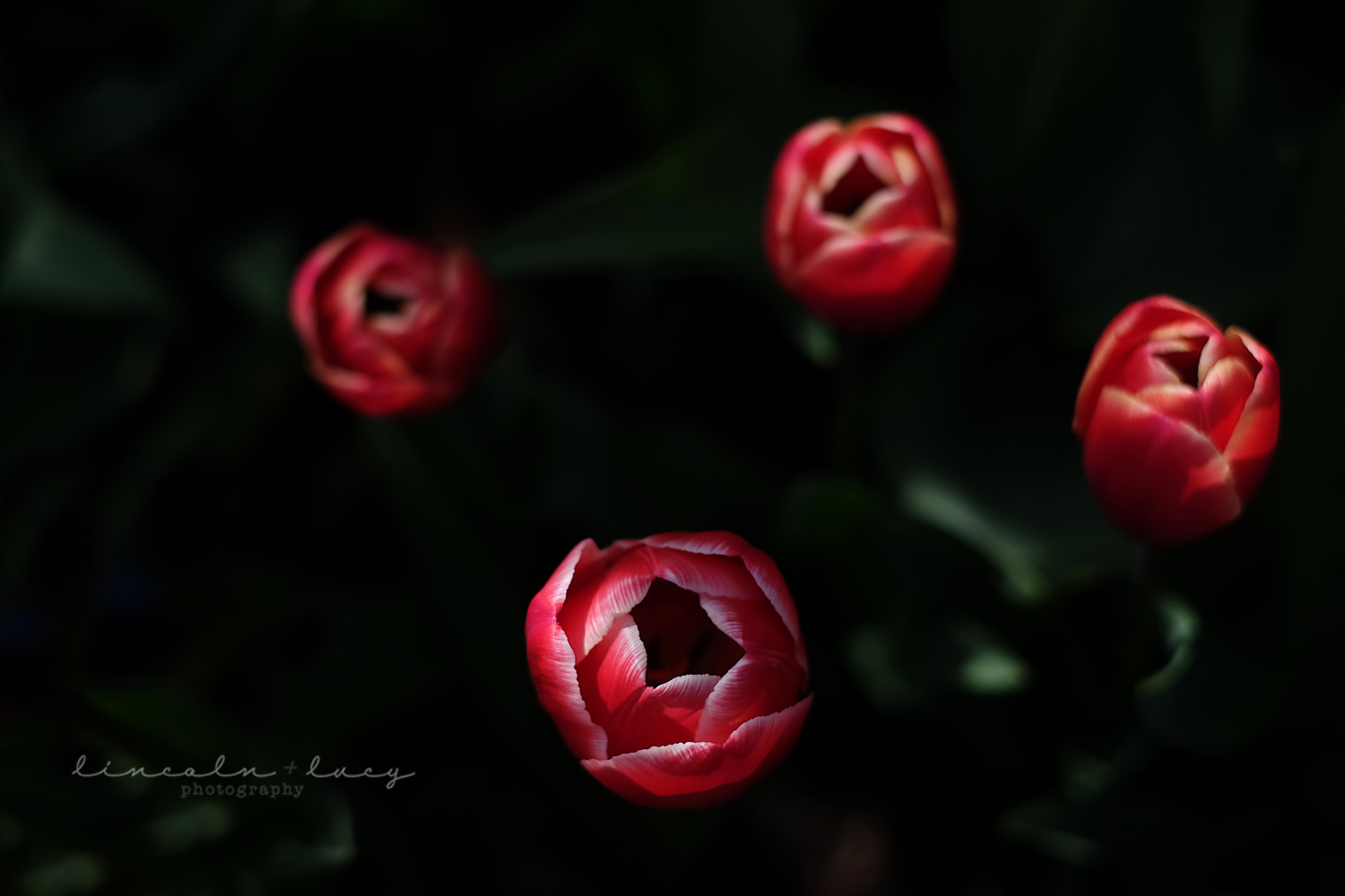 Skagit Valley Tulips