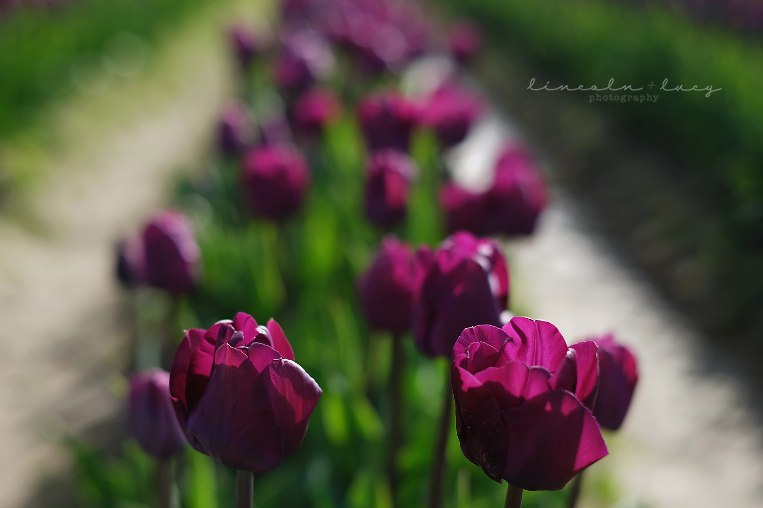 Skagit Valley Tulips