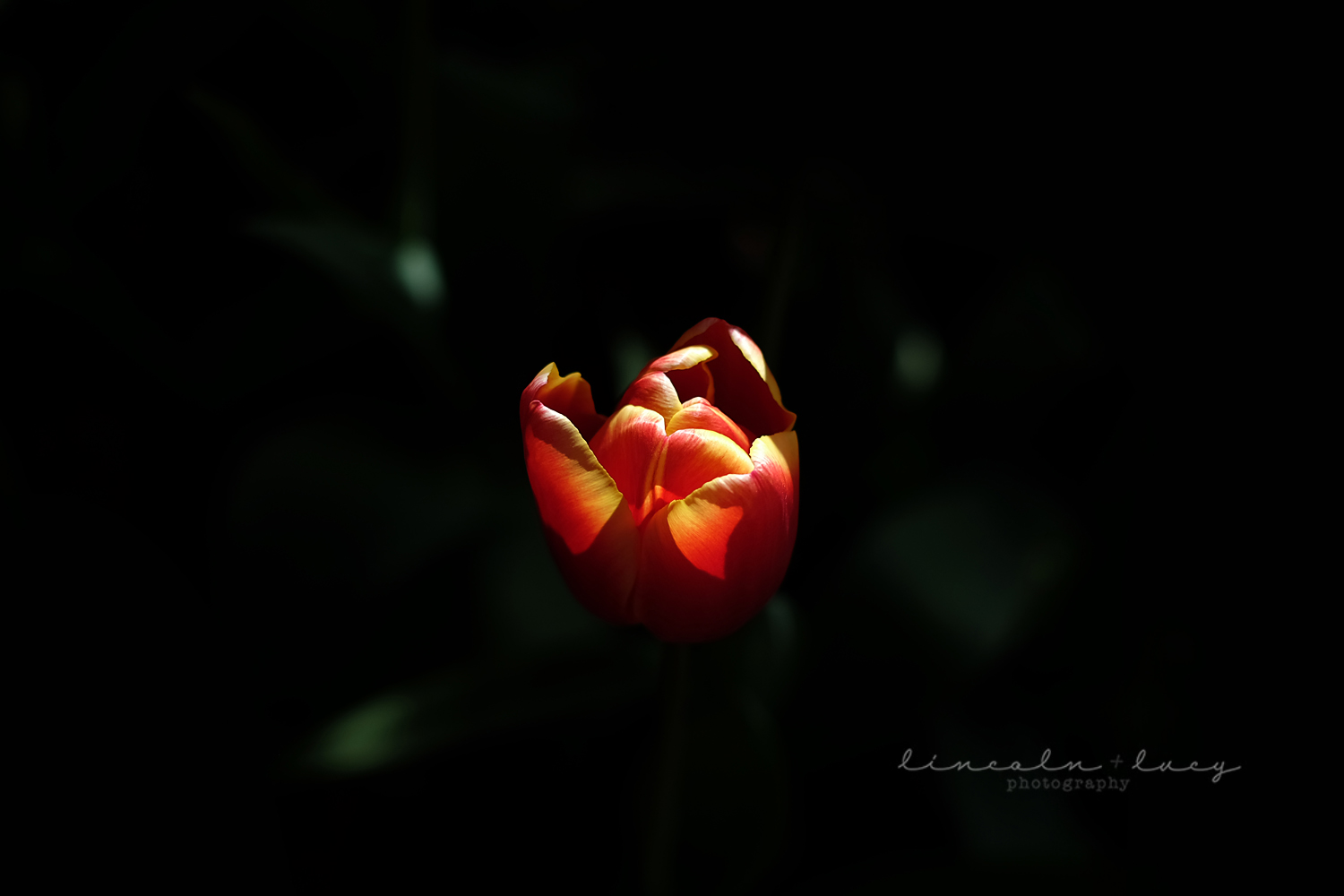 Skagit Valley Tulips