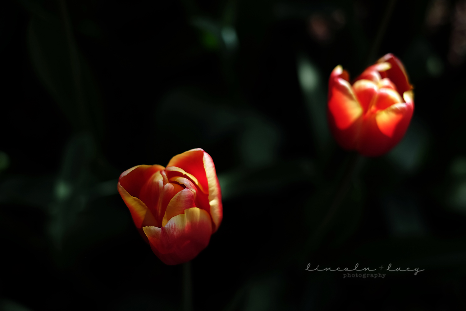 Skagit Valley Tulips