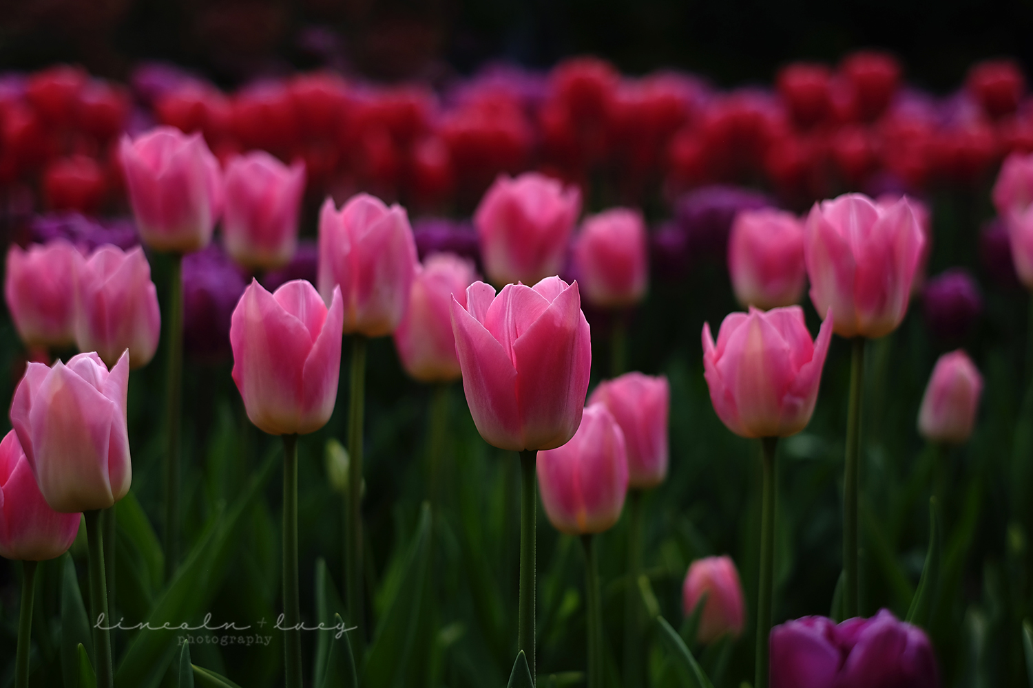 Skagit Valley Tulips