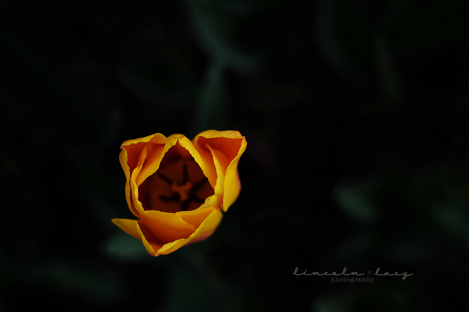 Skagit Valley Tulips