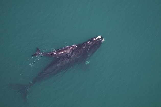 environment-whalegawildliferesourcesdiv-22.jpg