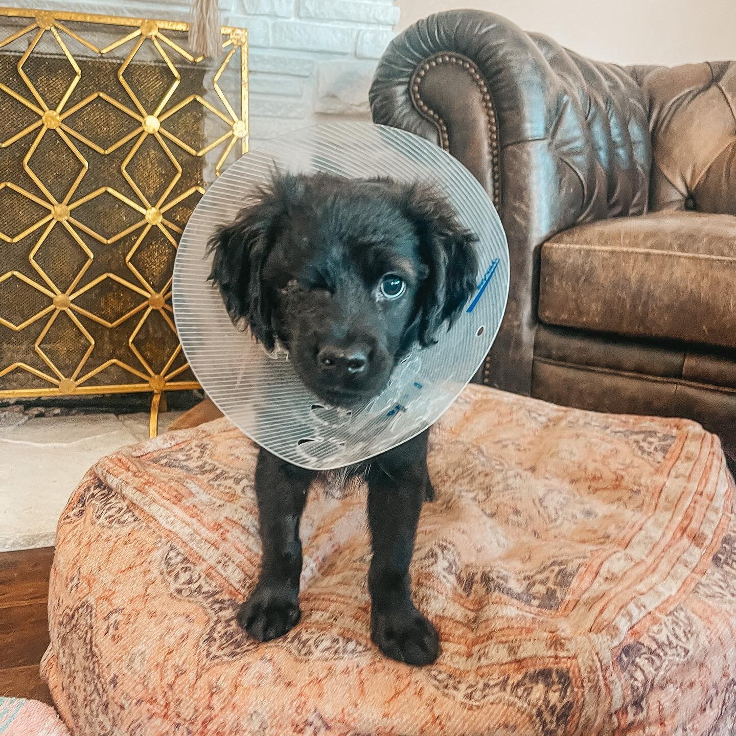 Muse is home and recovering from her eye removal surgery. Thank you for the wonderful staff at paws and claws in palm desert for helping this sweet baby girl. While she heals we will be giving her lots of love, she will have her stitches removed in a