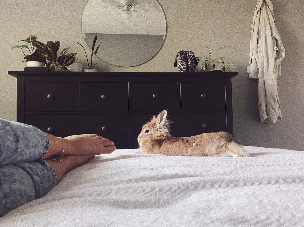 My bunny Nala has brought me so much joy and companionship!