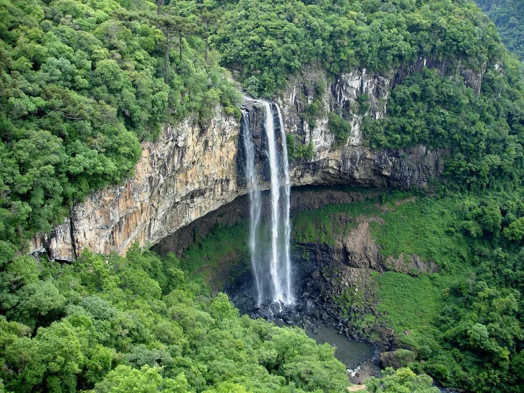 RAINFOREST.jpg