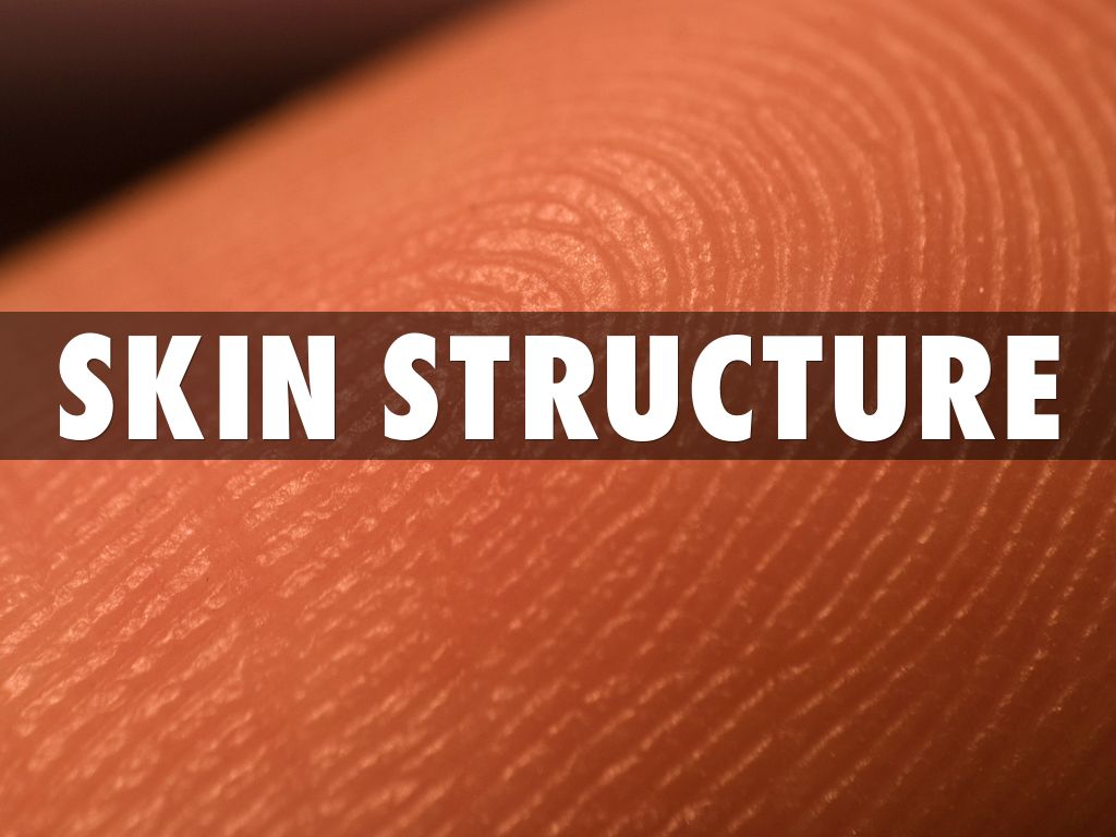 SKINSTRUCTURE.jpg