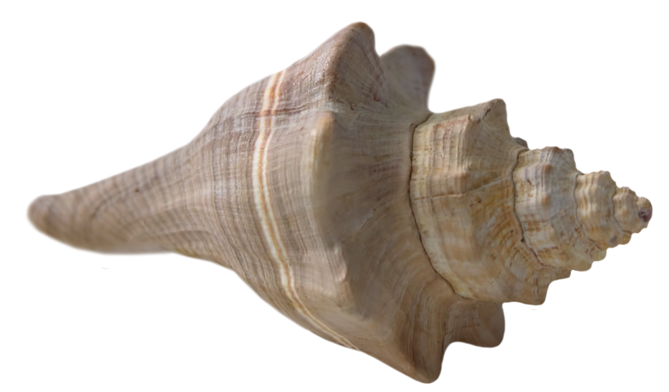 seashell-777838_960_720.png
