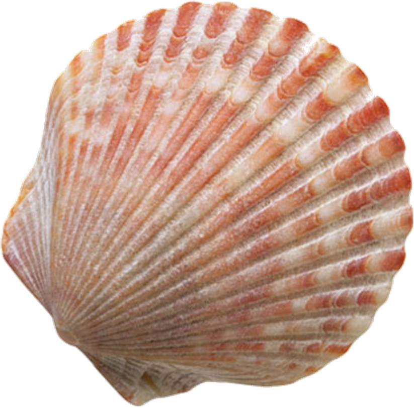 shell.png