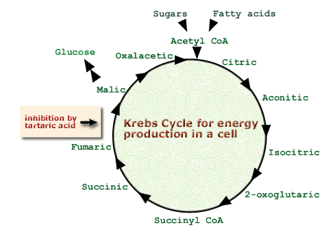 Figure 3 - The Krebs Cycle demonstrates the conversions of raw materials into Glucose, the main fuel for the brain.