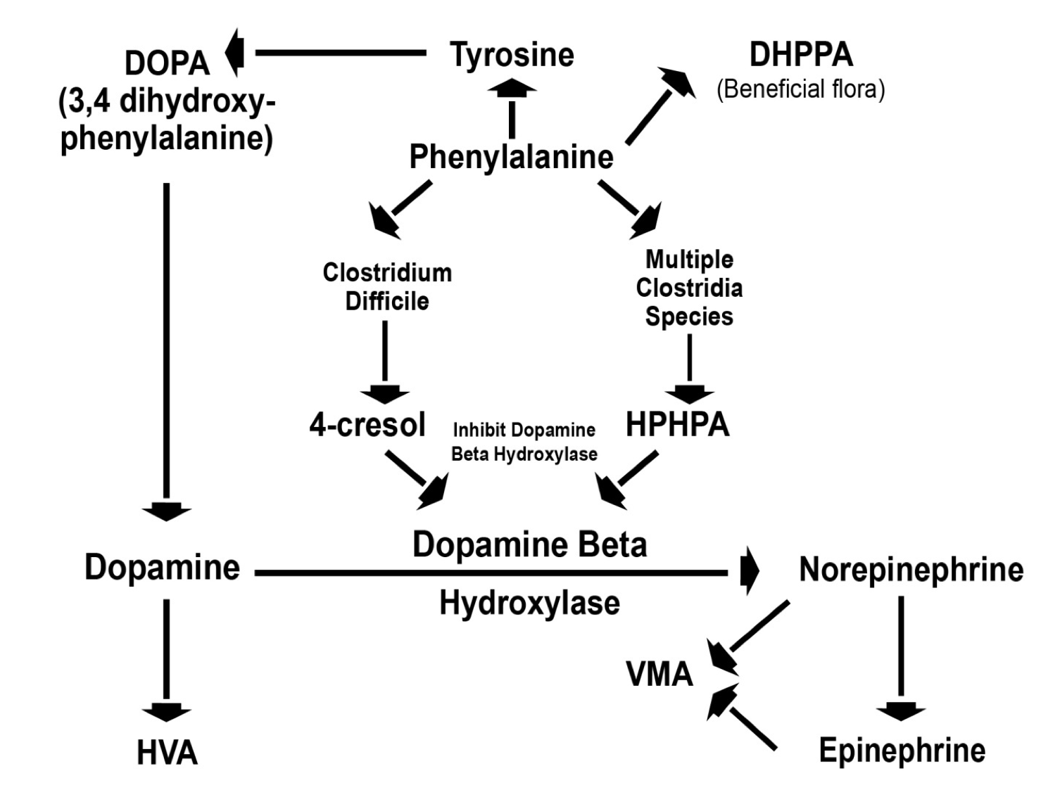 Figure 2. Effect of Clostridia metabolites on human catecholamine metabolism. DHPPA, 4-cresol, HPHPA, HVA, and VMA are all measured in The Great Plains Laboratory organic acid test.