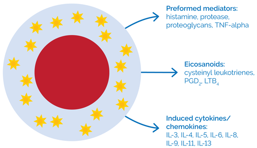 IgE Mast Cell Inflammatory Mediators