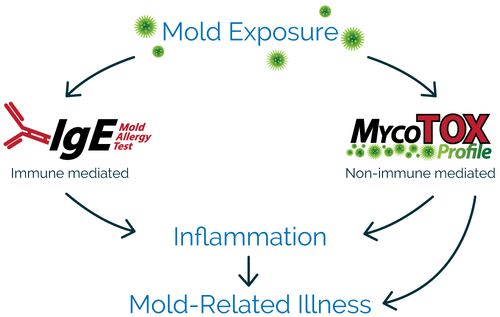 Mold-Exposure-Graphic.png