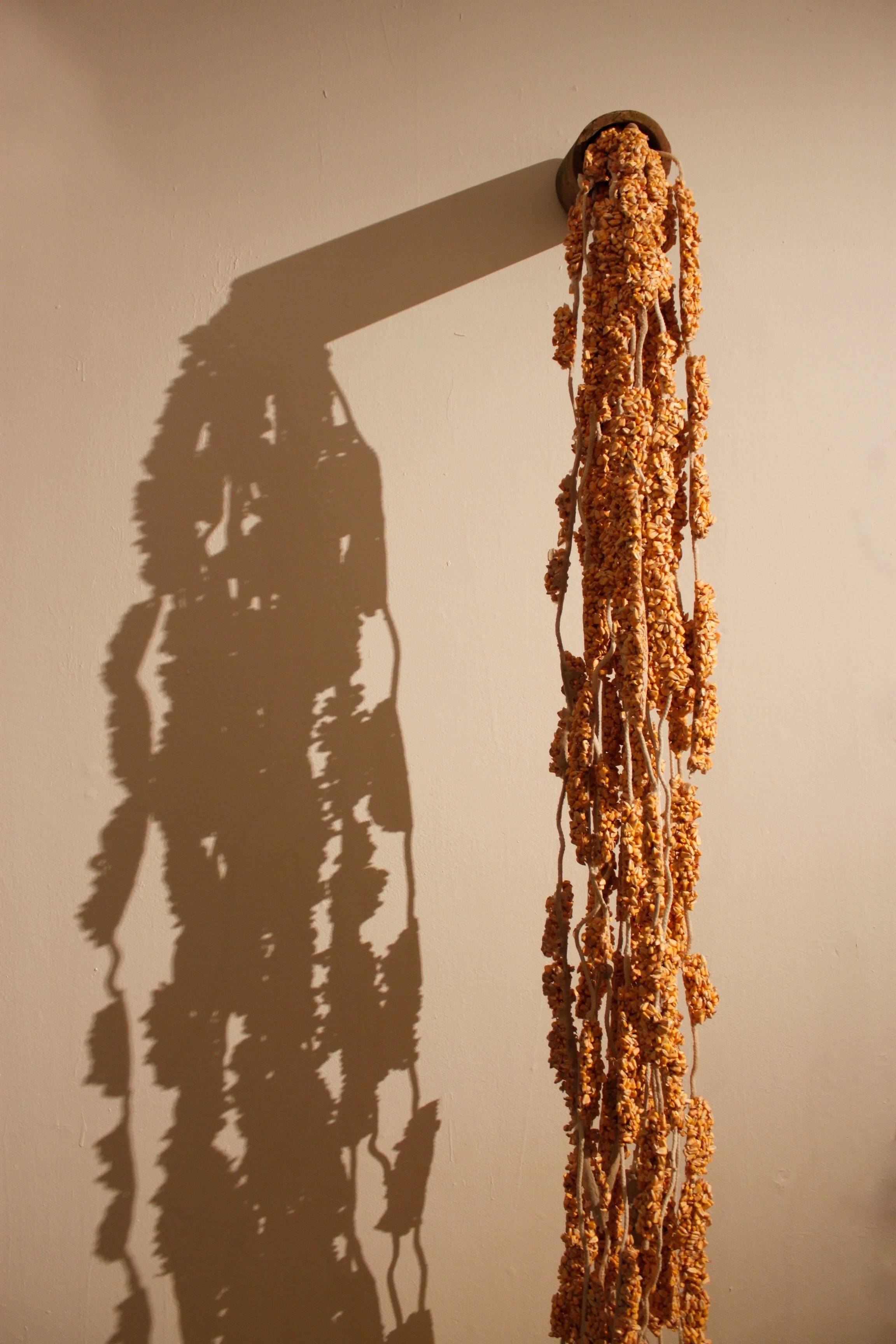 corn1.jpg