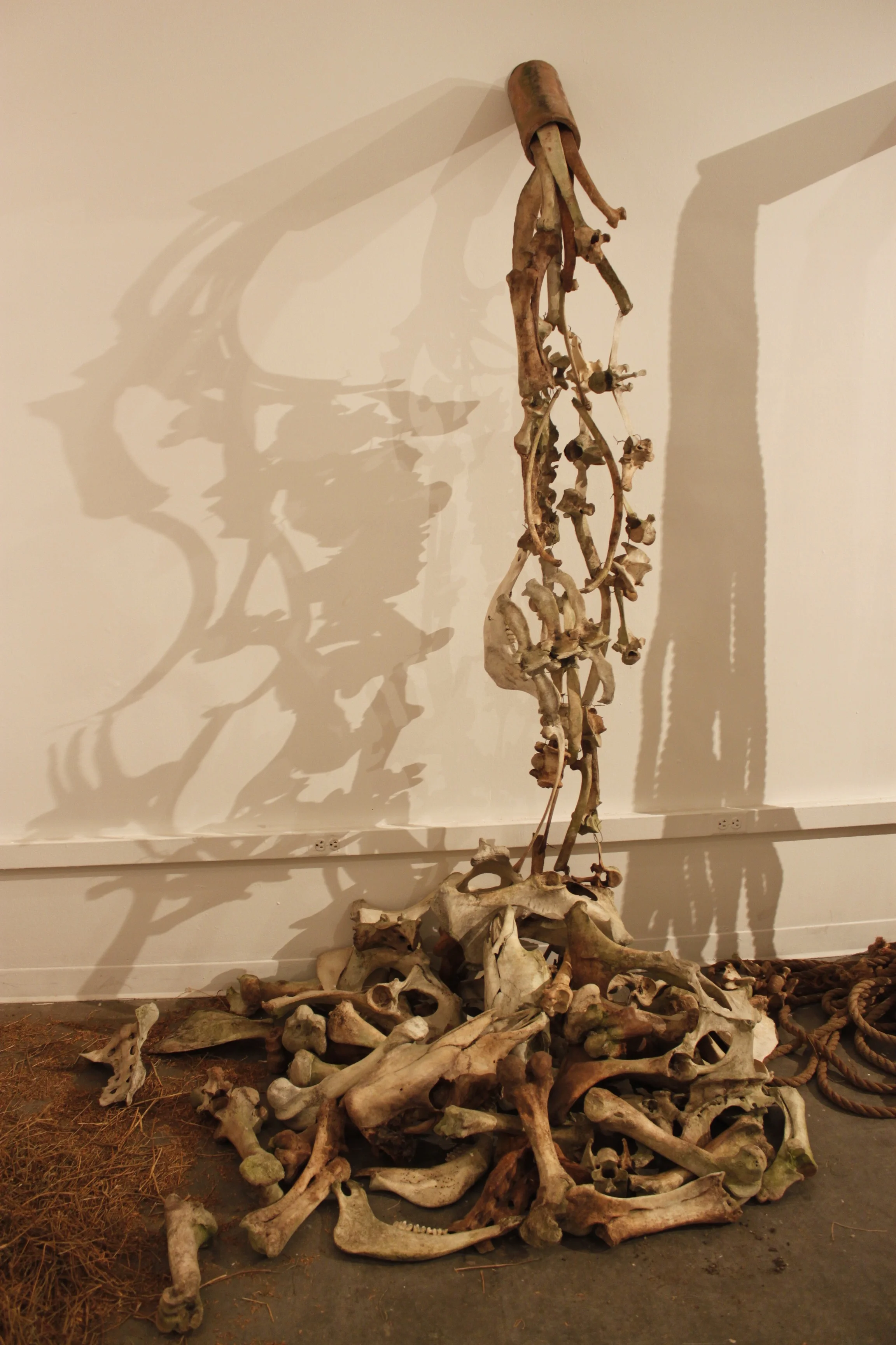 bones2.jpg