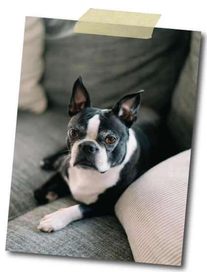 Chief Snacks Manager, Wally Photo by Catherine Threlkeld Photography