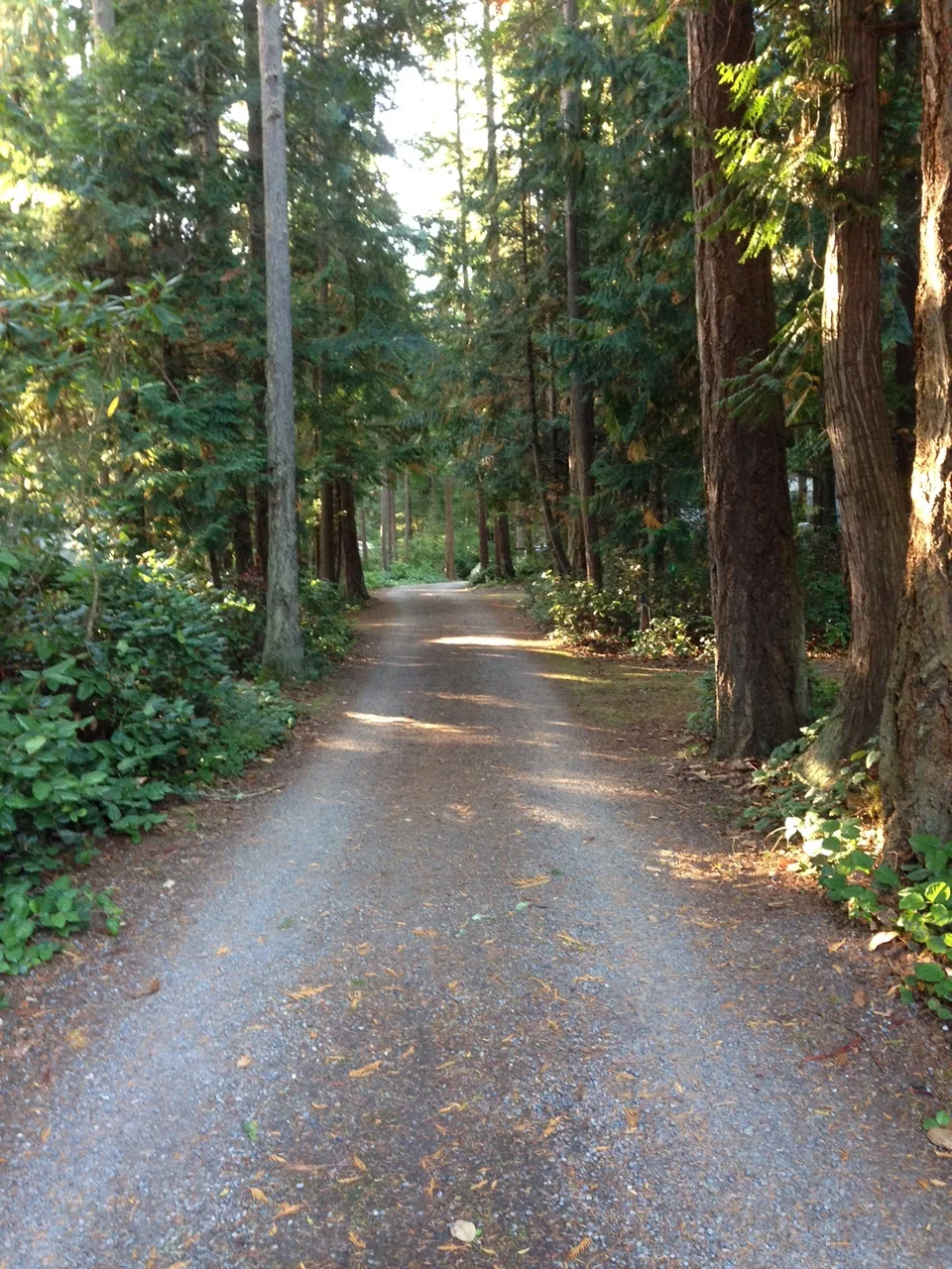 🌿 THE 8-WEEK TRANSFORMATION JOURNEY