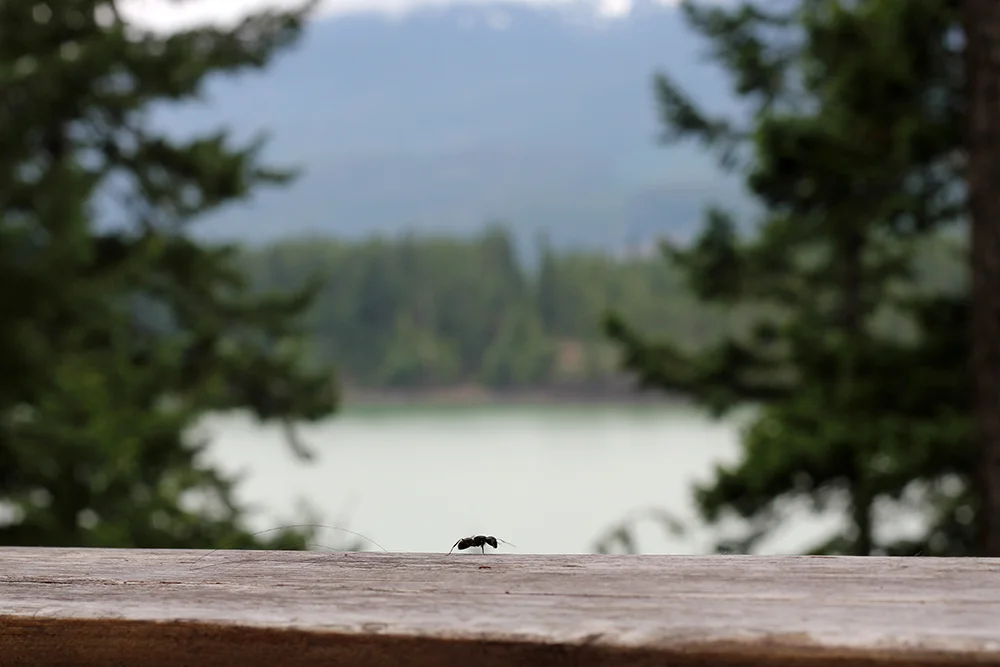 ant.jpg