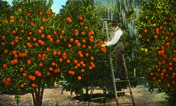 clementines_florida_citrus_grove_limitededition_print.jpg