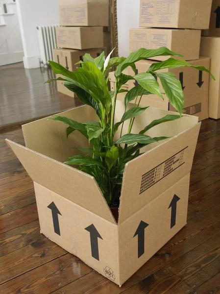 Tips for moving plants.
