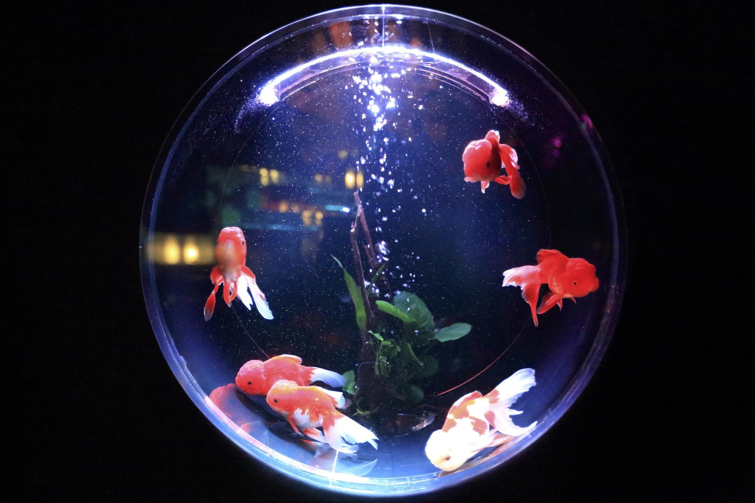 Moving an Aquarium