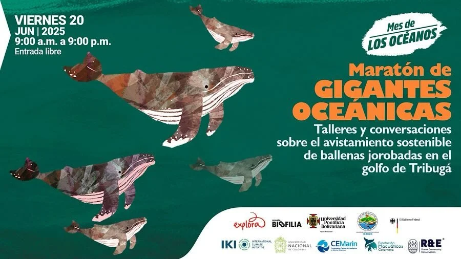 Este Viernes 20 de Junio tendremos proyecci&oacute;n de nuestro documental &ldquo;SOMOS BALLENAS&rdquo; de la serie SOMOS H&Eacute;ROES AL RESCATE ANIMAL en el @parqueexplora con la presencia de la bi&oacute;loga marina Natalia Botero @greenheart7 de