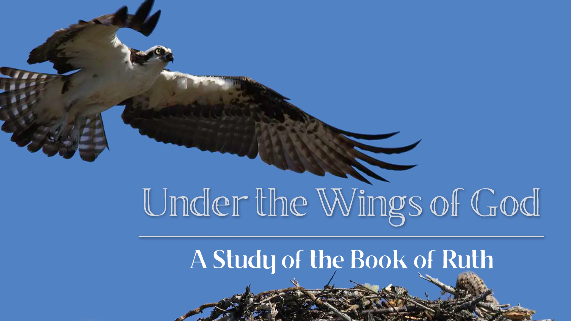 Under the wings website.png