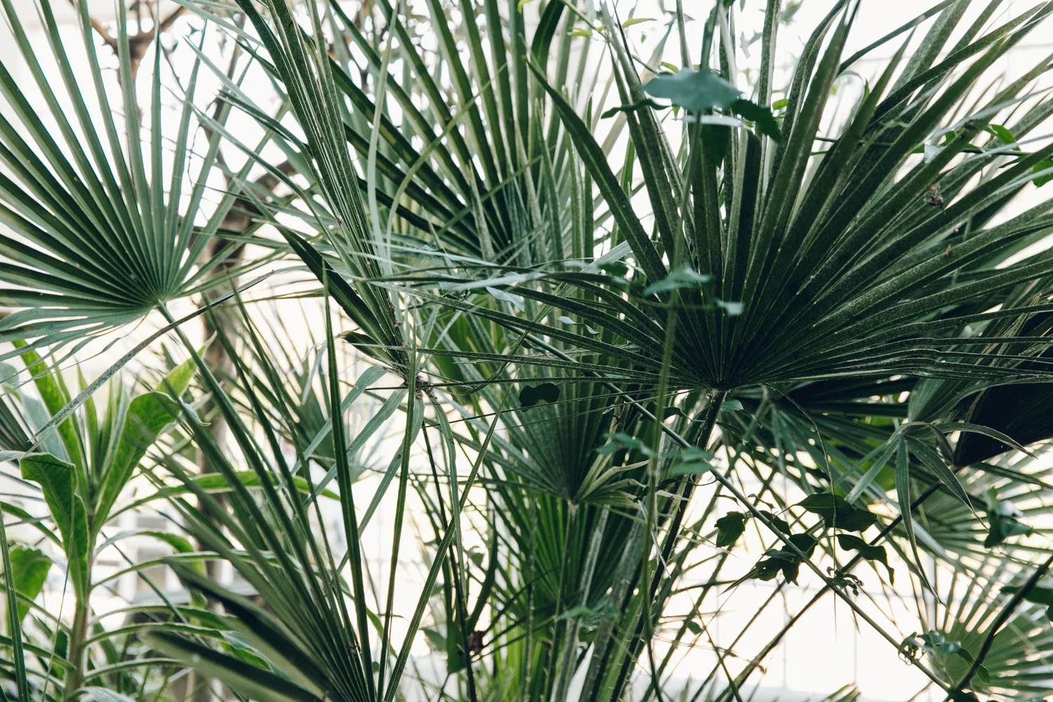 Sheffield Botanical Gardens Haarkon Adventures