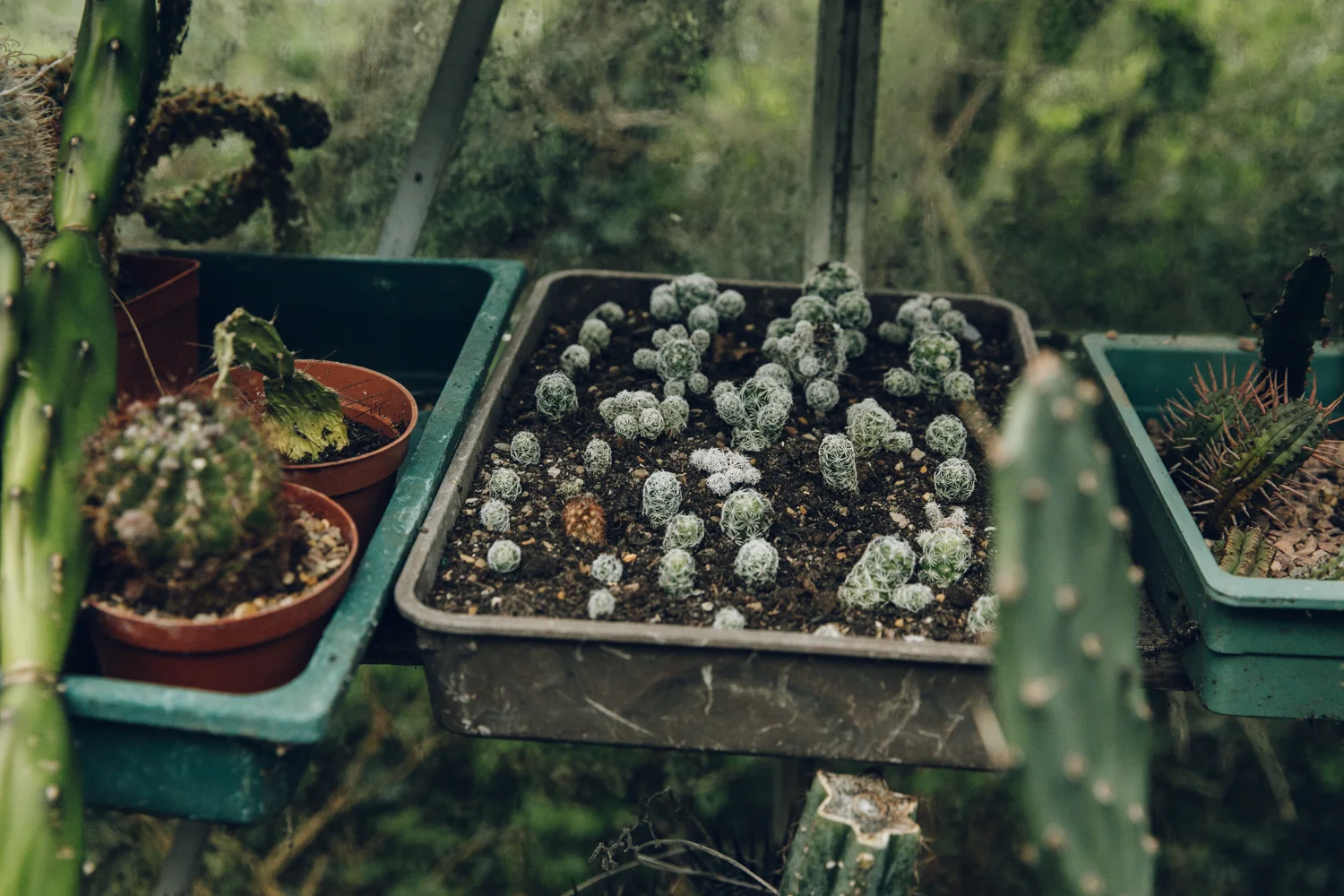 Cacti For Sale — Robin Hood's Bay — Haarkon