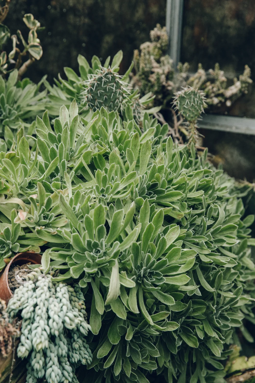 Cacti For Sale — Robin Hood's Bay — Haarkon