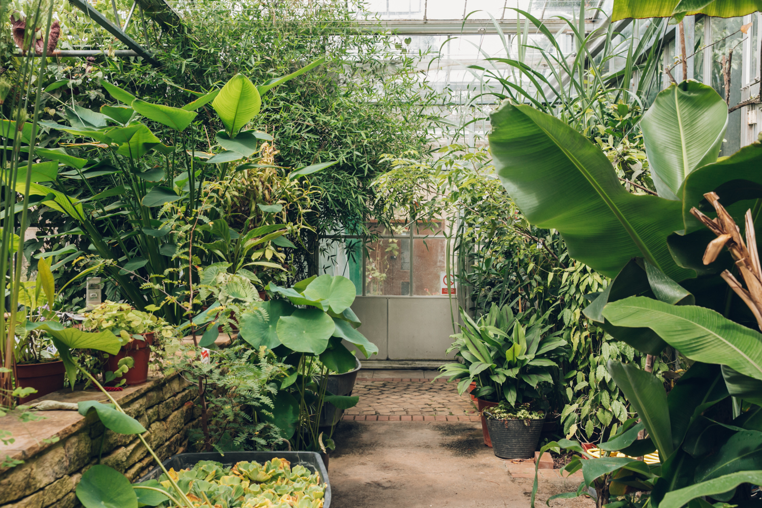 Bristol Botanic Garden — Glasshouses — Haarkon