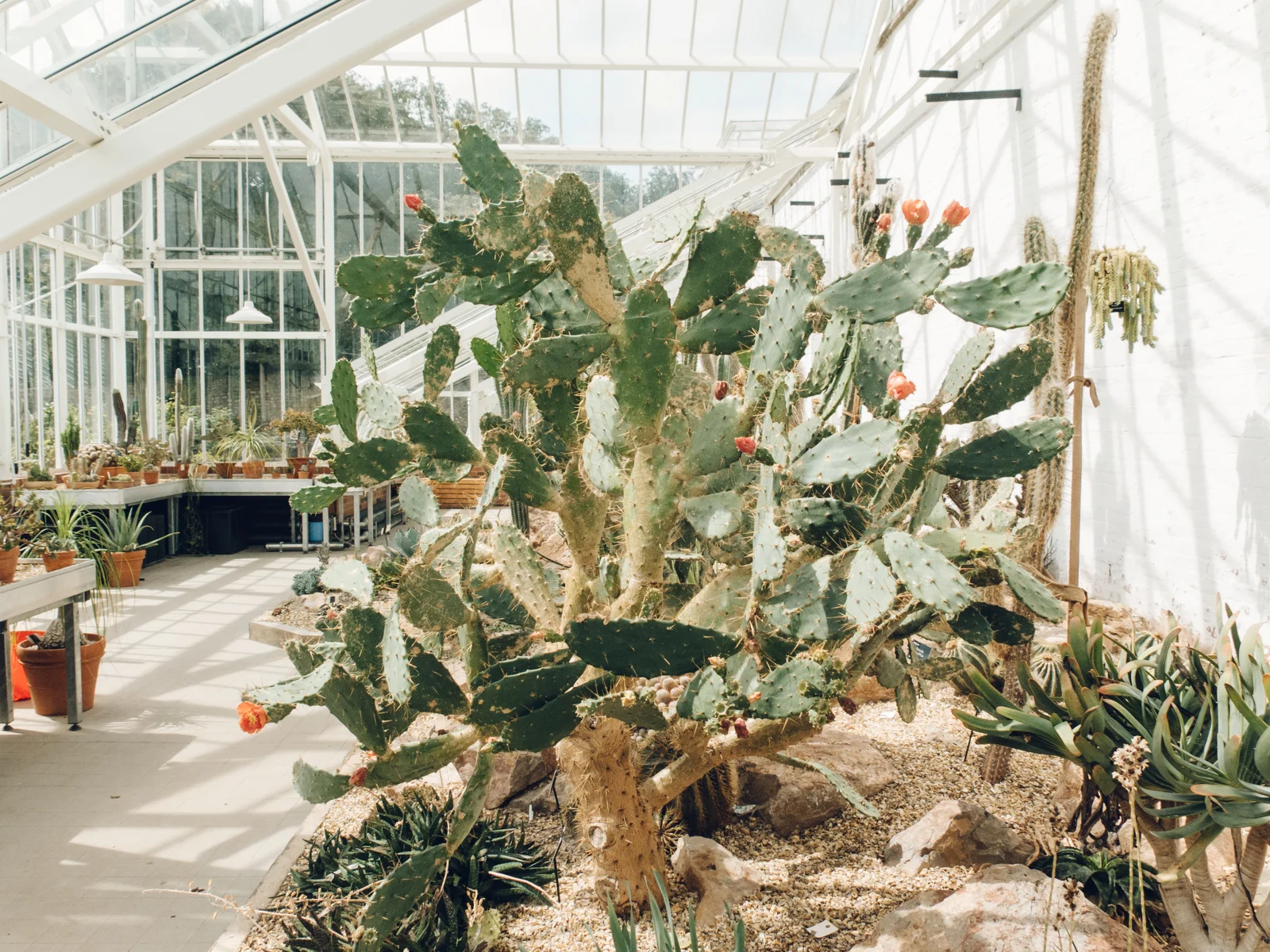 Dyffryn Gardens — Greenhouses — Cardiff, South Wales — Haarkon