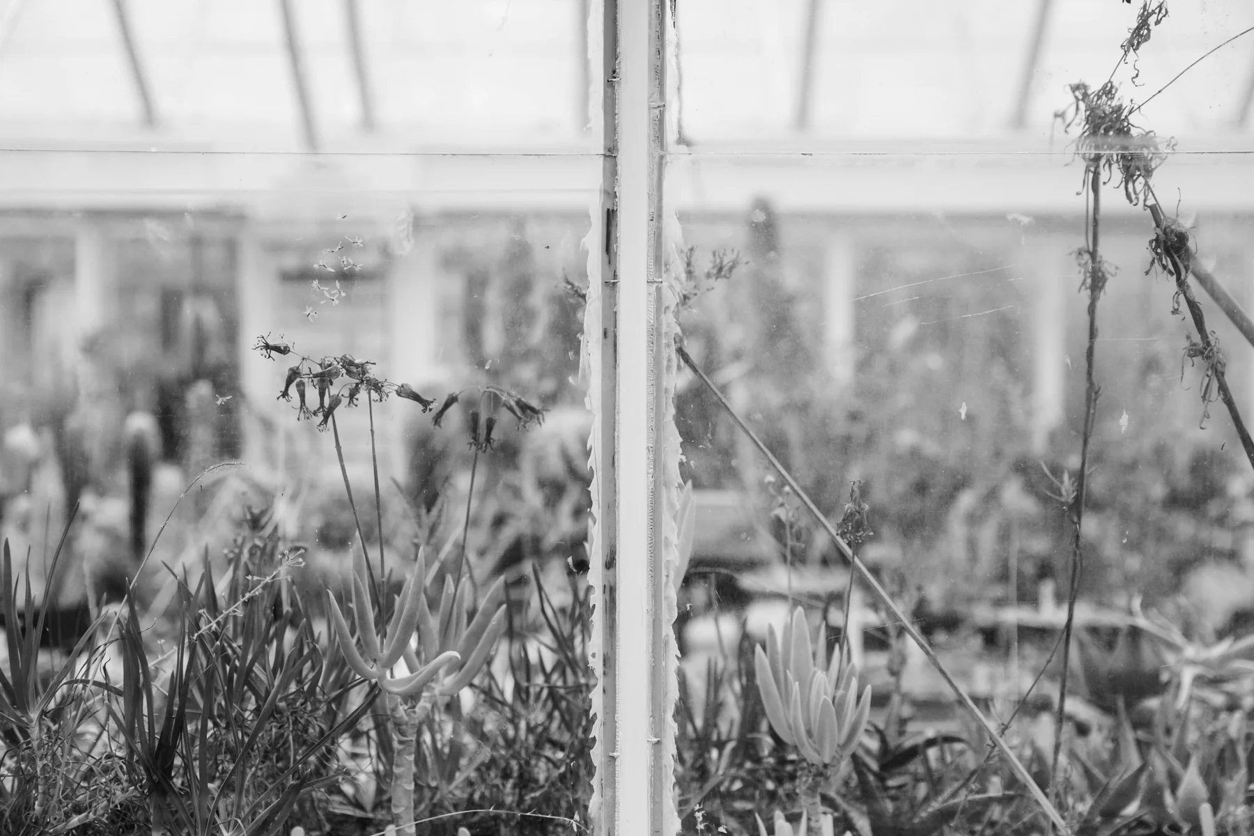 Oak Dene Nurseries — near Barnsley — Haarkon