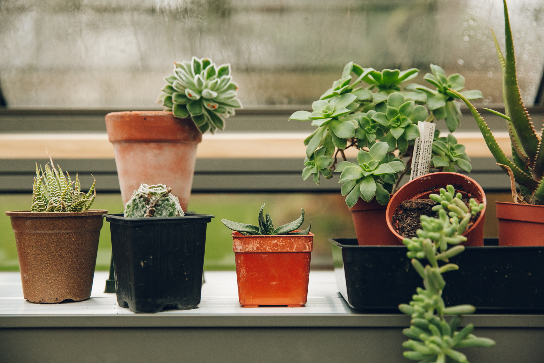 A Day in the Life of a Cultivar Greenhouse — Haarkon