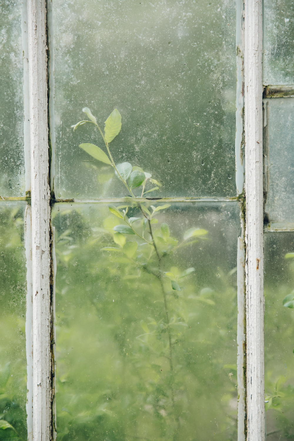 Private Greenhouse — Vinery — England — Haarkon