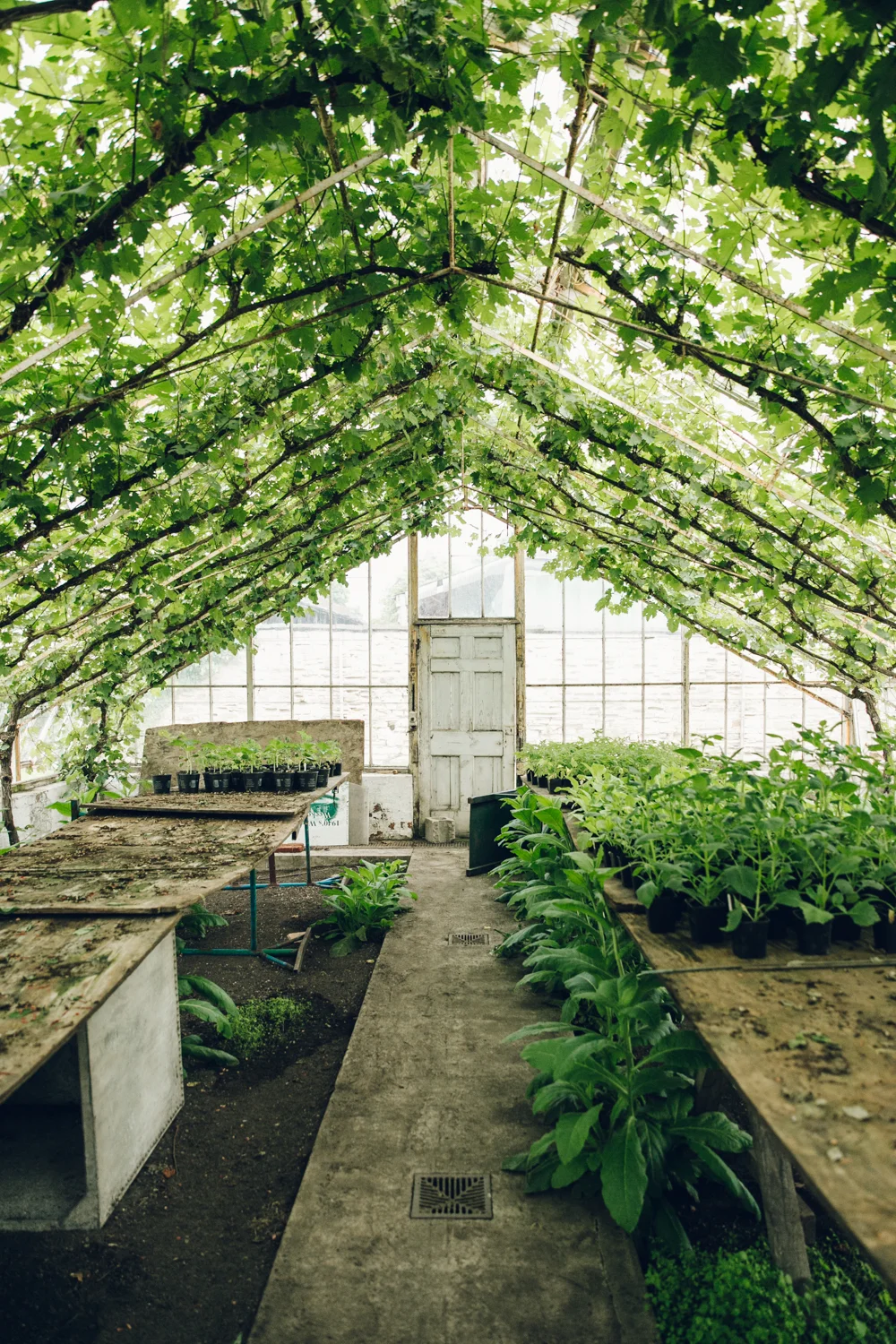 Private Greenhouse — Vinery — England — Haarkon