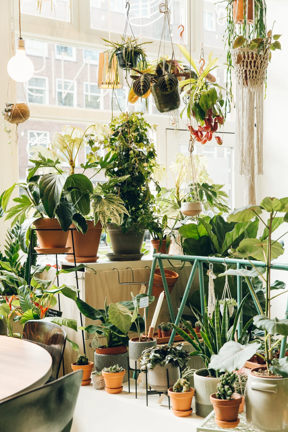 Plant Shopping at Wildernis in Amsterdam — Haarkon