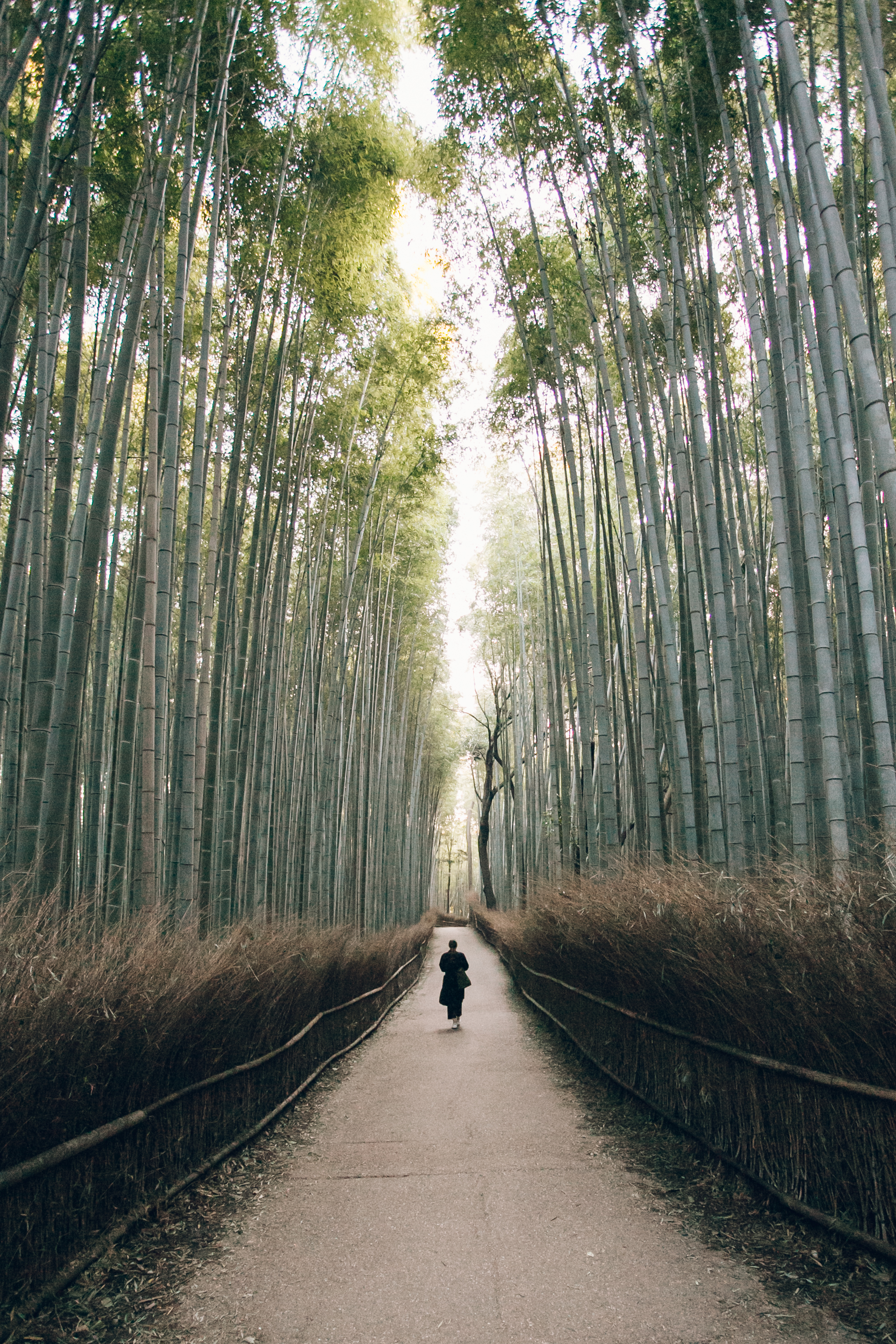 The Arashiyama Bamboo Forest In Kyoto Japan Haarkon Adventures