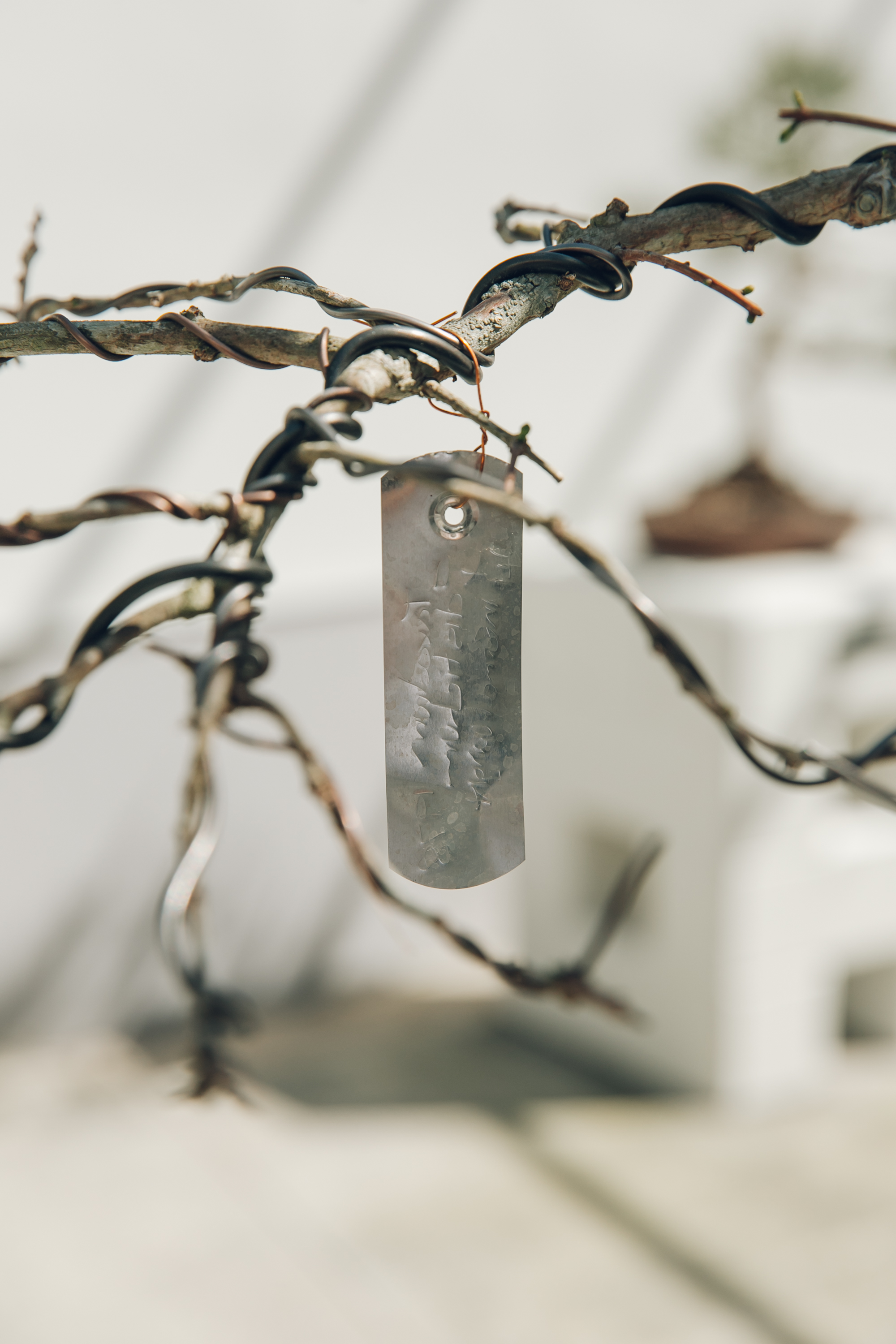 Bonsai House, Brisbane Botanic Gardens Mt Coottha — Australia — Haarkon