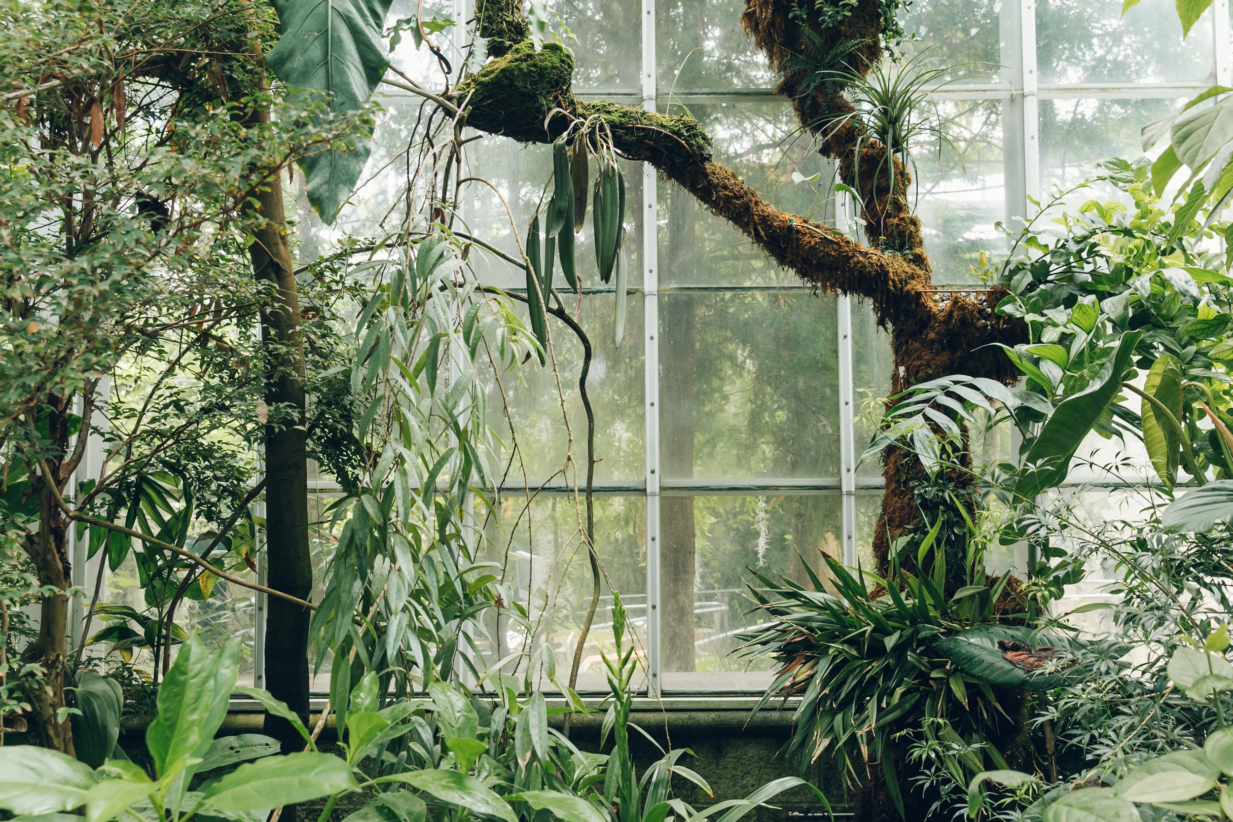 The Huntington Garden Conservatory Los Angeles — Haarkon