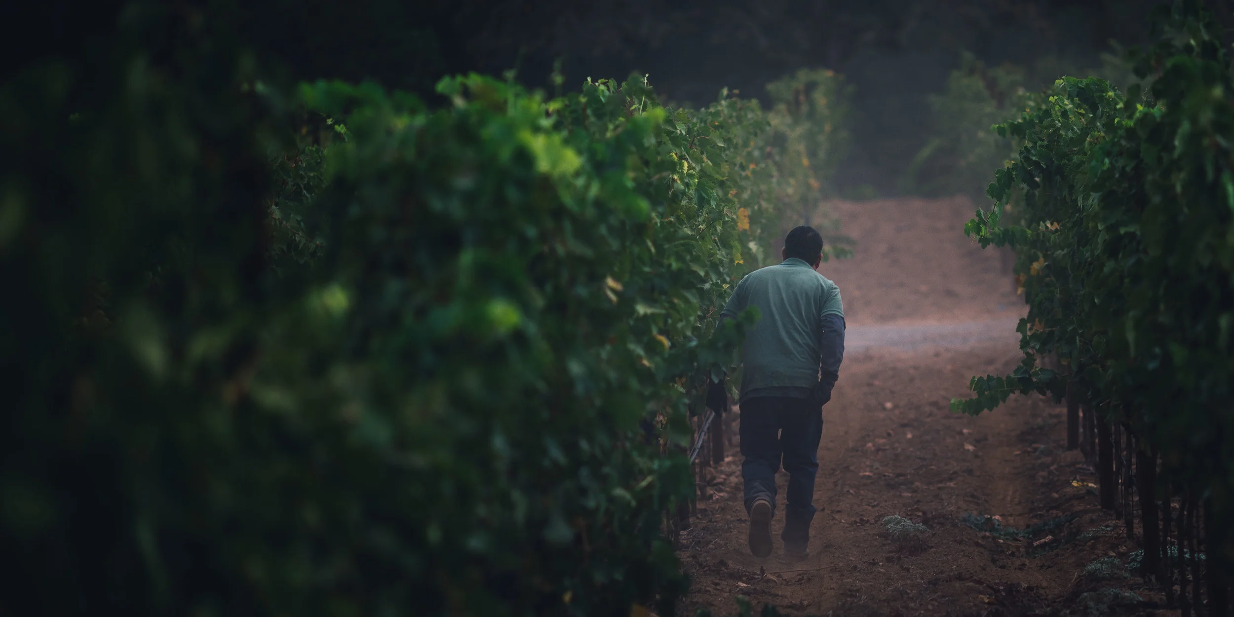 Sonoma Valley Harvest
