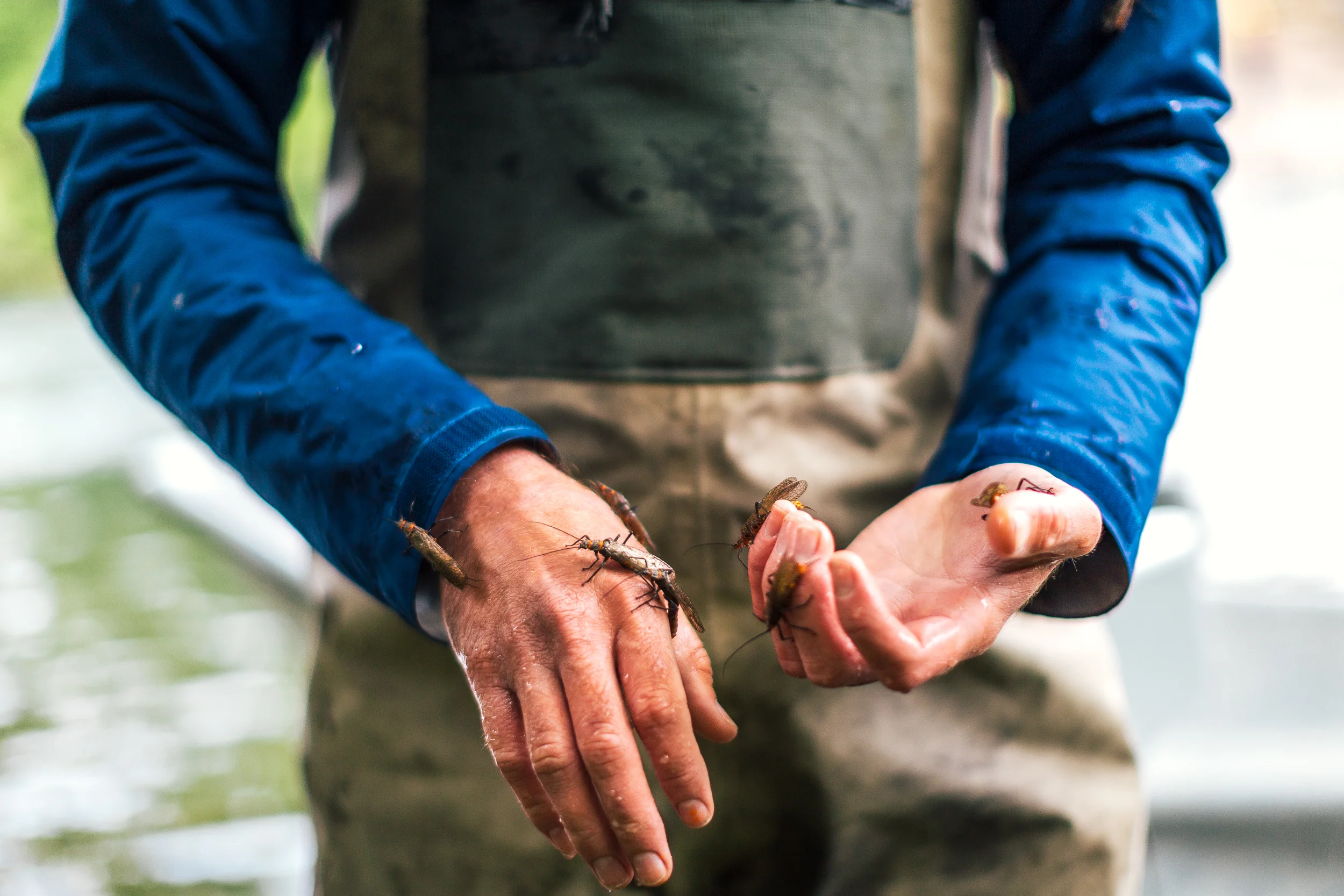 Rogue River Flyfishing