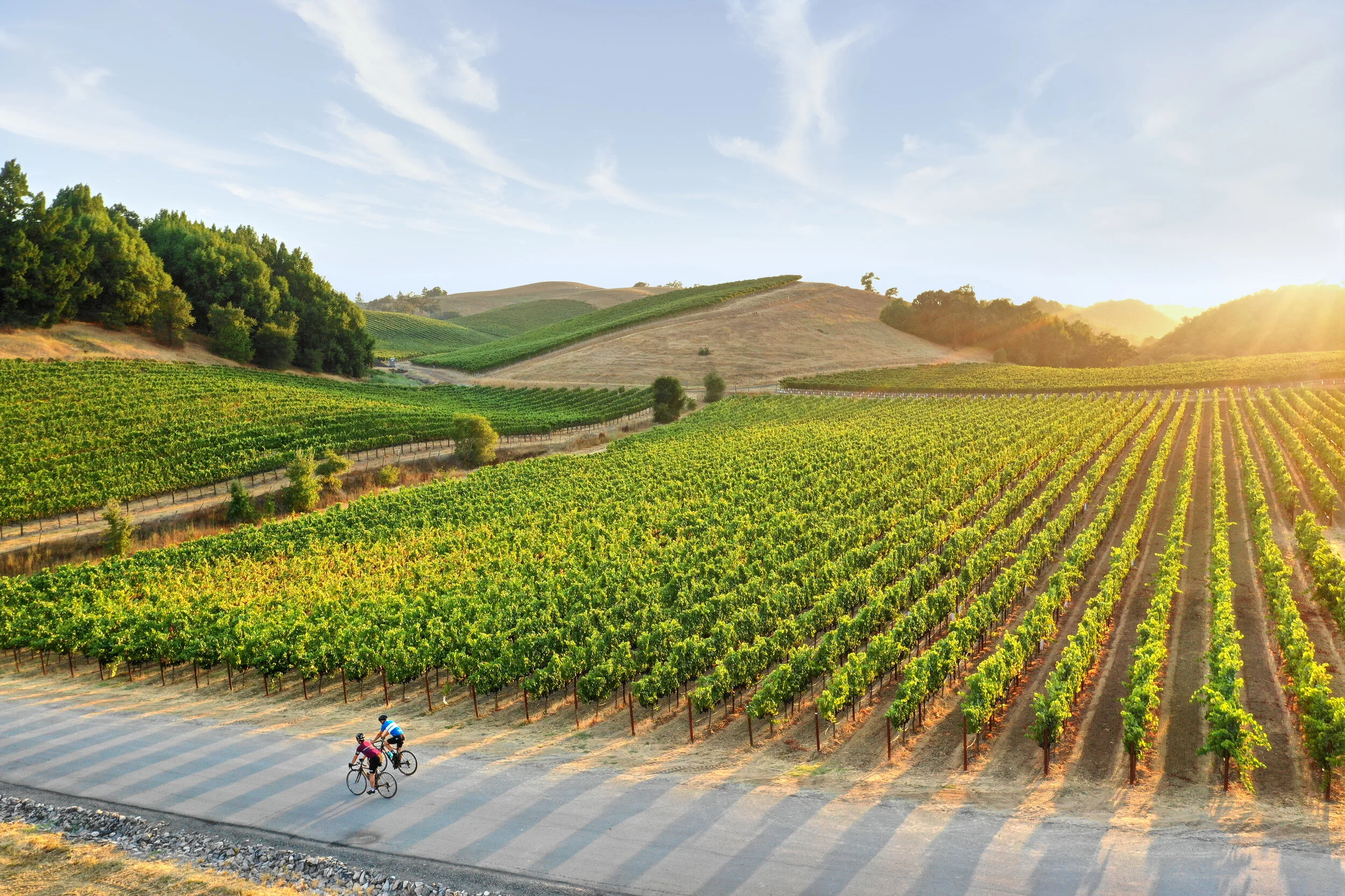 Mc Crostie Vineyards