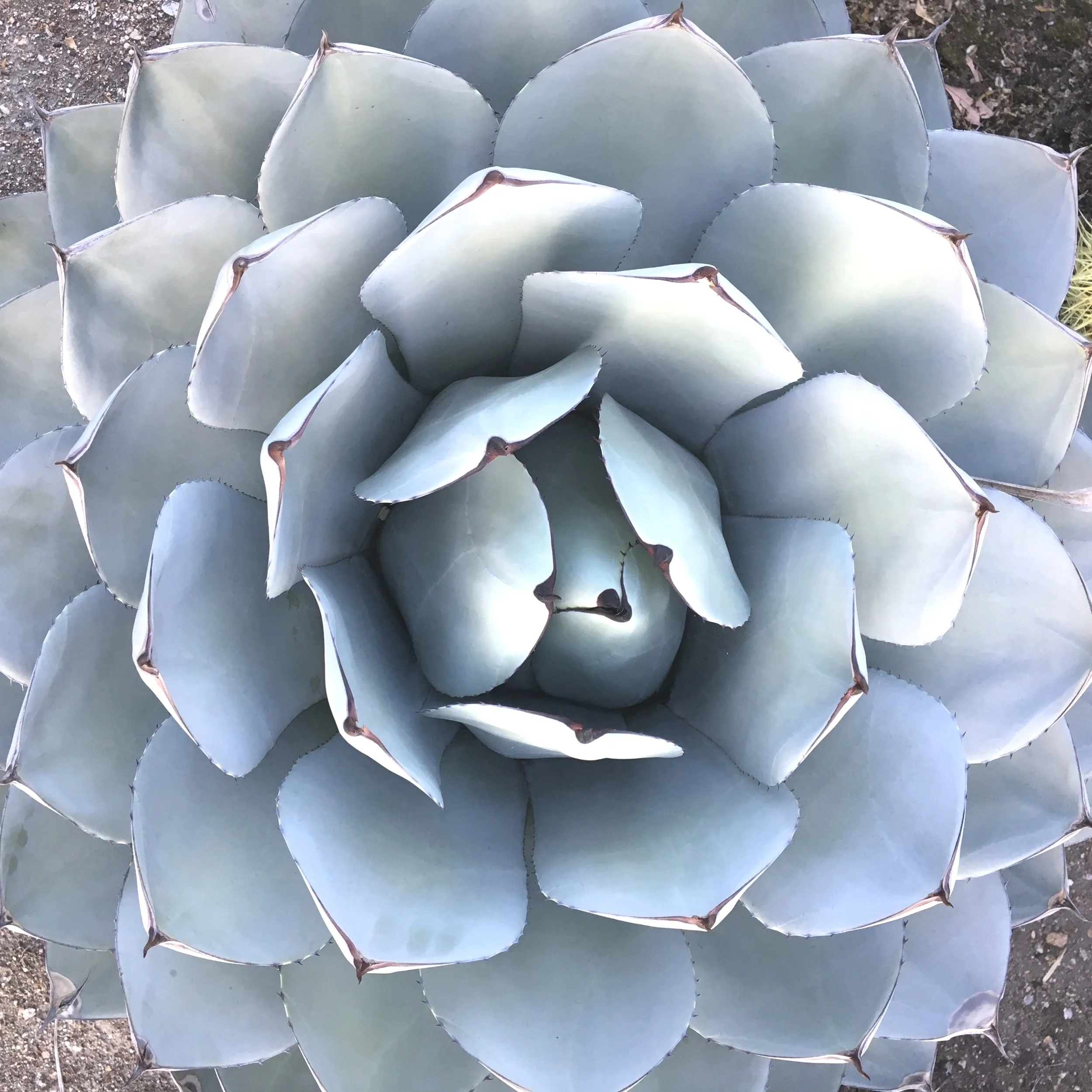 succulent