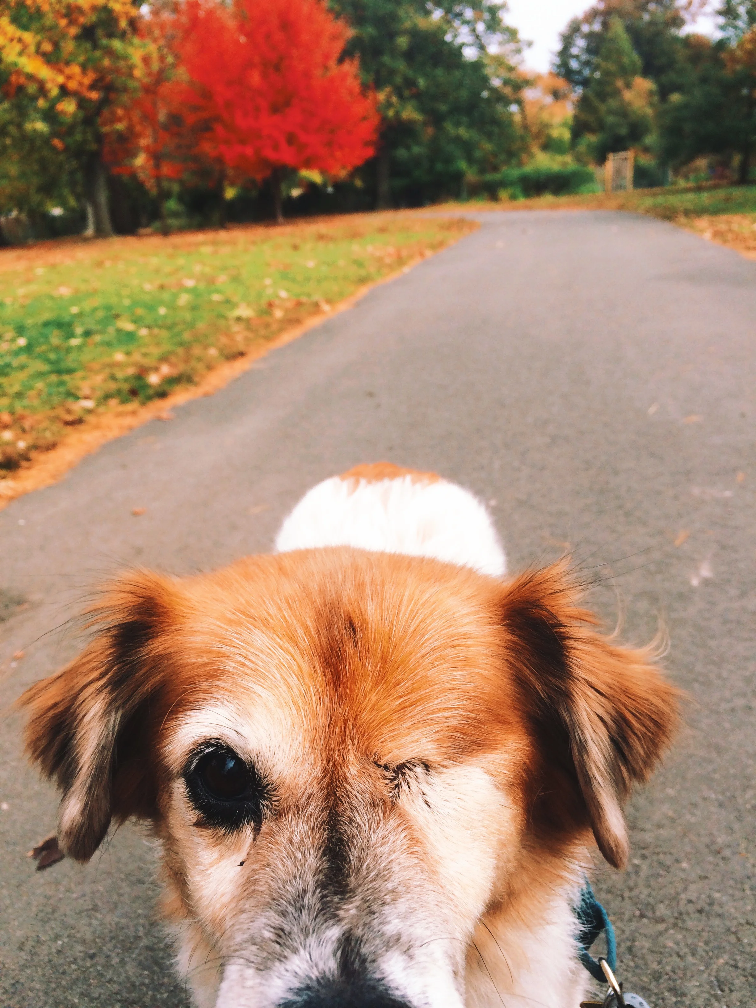 ONE EYED WONDER