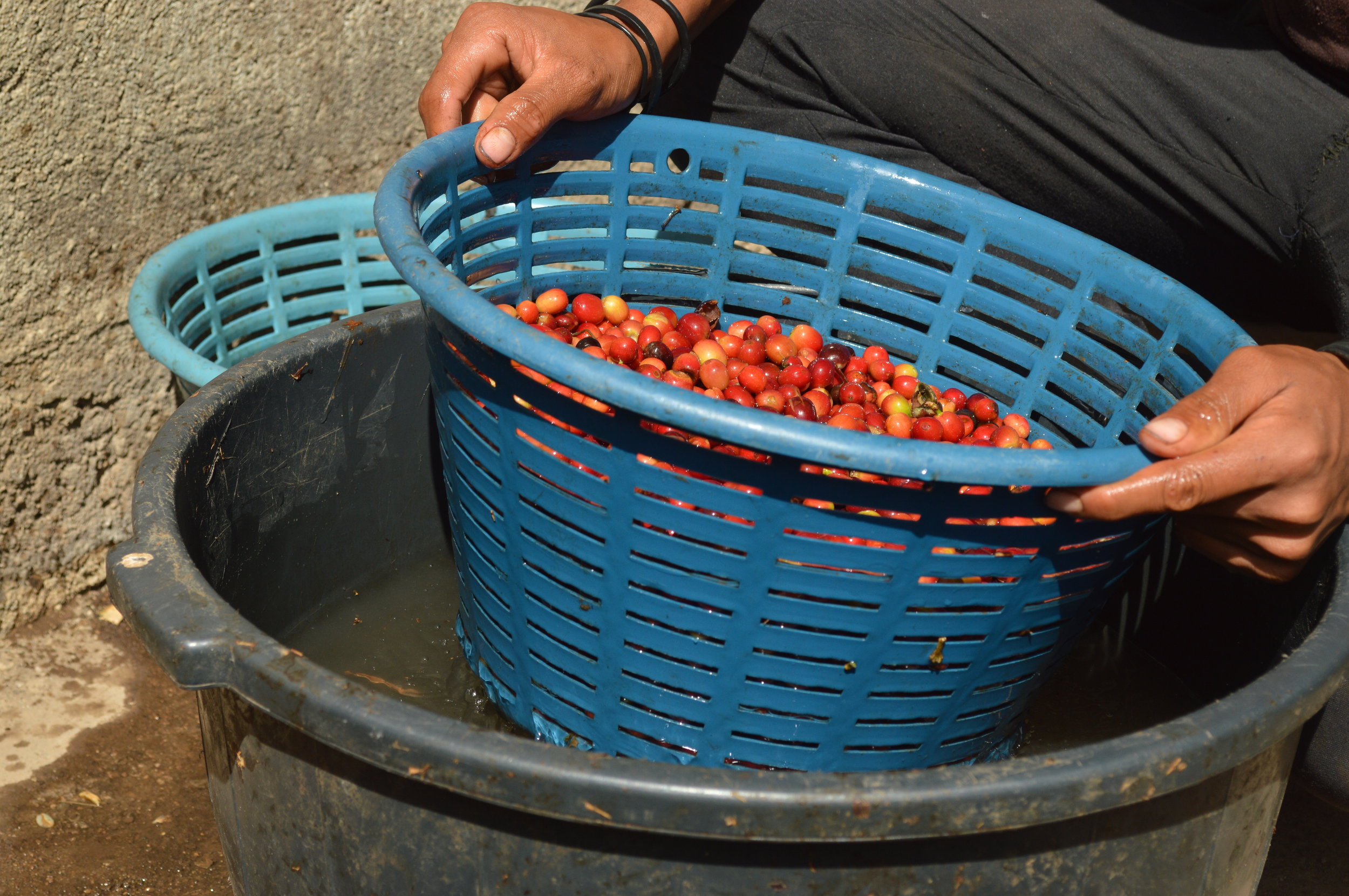 Climate Smart Coffee project in Santa Rosa, Guatemala. Photo: Anthony Marten