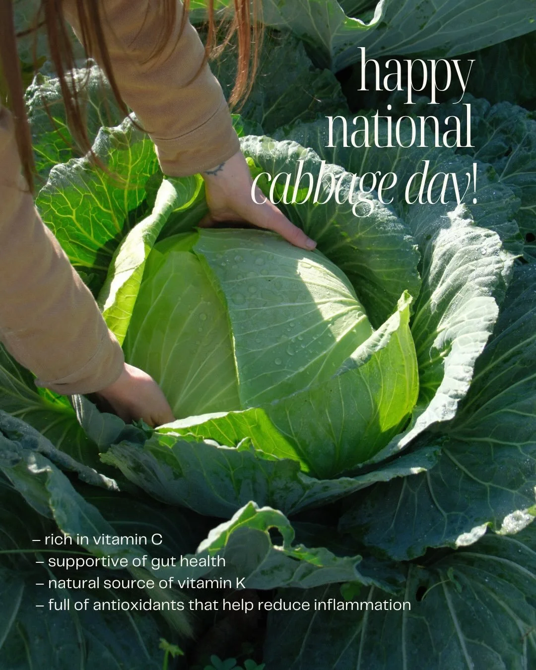 Happy National Cabbage Day! (Giveaway Below!)
Straight from our fields, to our shelves. Cabbage is one of those vegetables that does it all &mdash; nutrient-dense, gut-friendly, and one of our all time favorites for our house made Kraut! 

⚖️ Guess t