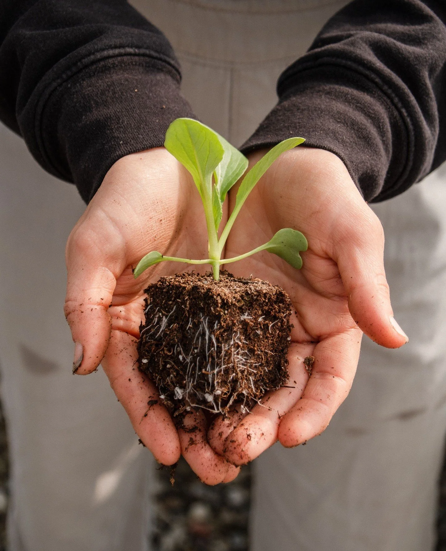 Get your hands dirty and come plant for spring with us on Tuesday, March 31st from 4-6pm. We will be tending to our seedlings and planting them in our in-ground rows to watch them grow for our upcoming spring and summer season. Because this is such a