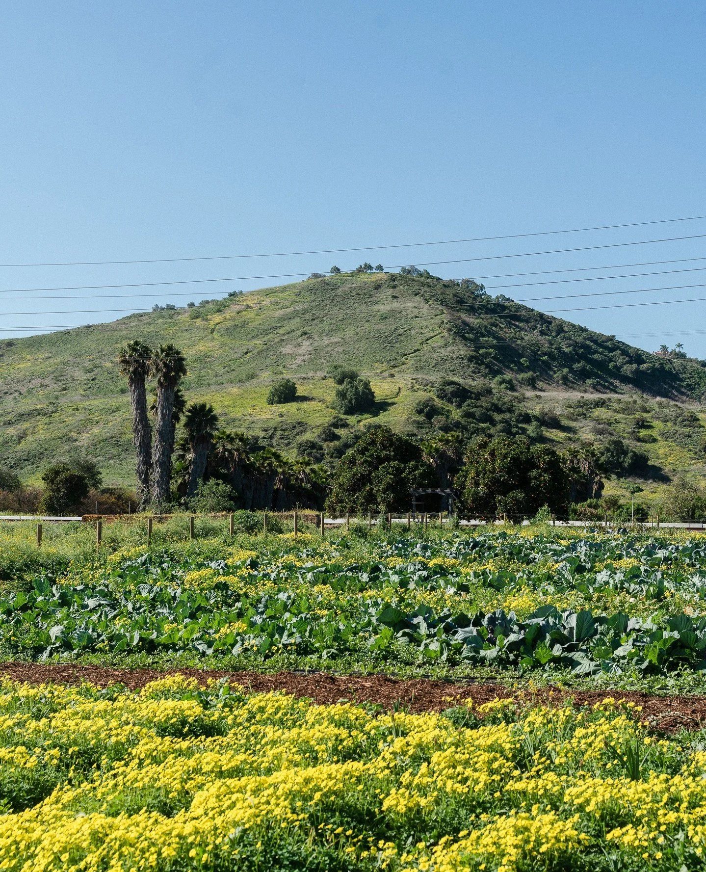 Happy Earth Day from our farm: Ferm Farm Acres in San Juan Capistrano! 
⁠
Ferm Farm Acres is where we grow what we serve. Keeping the distance between farm, kitchen, and community as short as possible.⁠
⁠
From the rolling hills to wildflowers that he