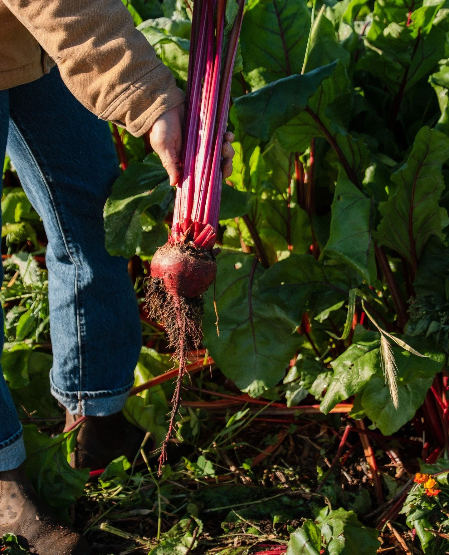Our very own Farmer Mary Kate pulling fresh beets from the ground at Ferm Farm Acres, our working 2.5-acre farm in San Juan Capistrano. These beets travel from our soil straight to our kitchen, and made into your favorite Beet Kraut! Find our house-m